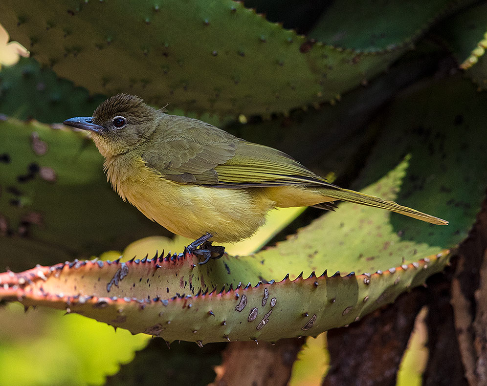 Yellow-bellied Greenbul